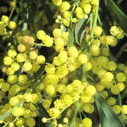 Retinodes Water Wattle